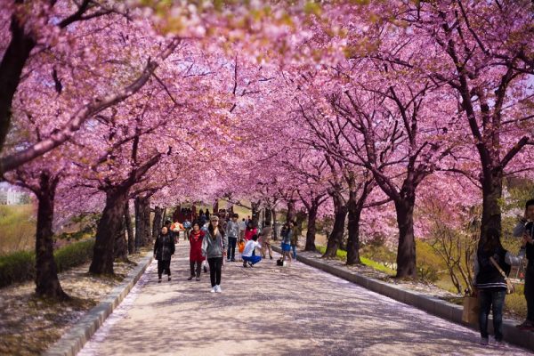 Những hình ảnh đẹp về phong cảnh Hàn Quốc